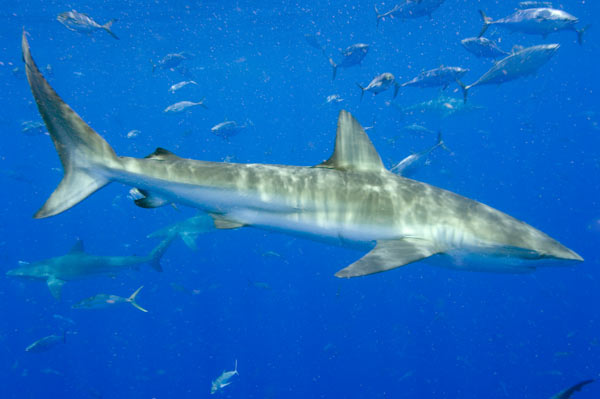 Dusky shark picture