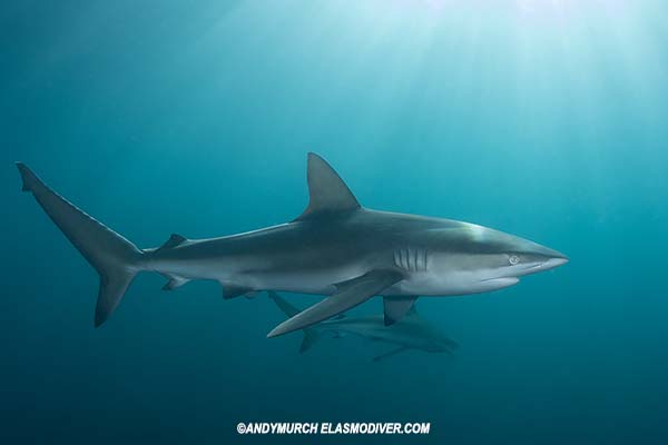 Dusky Shark Carcharhinus Obscurus