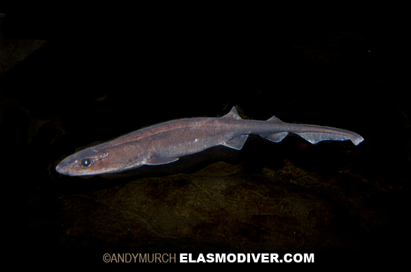 Filetail catshark