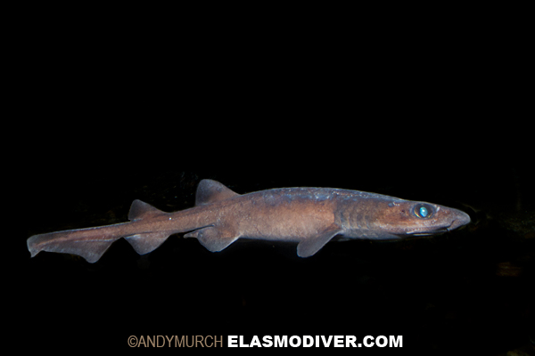 Filetail catshark