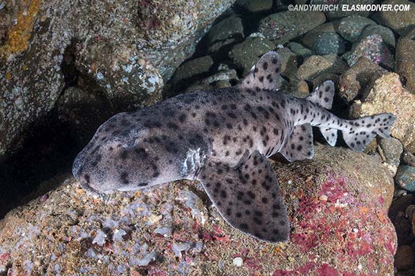 Galapagos Bullhead Shark - Heterodontus quoyi.