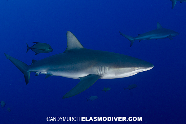 Galapagos Shark