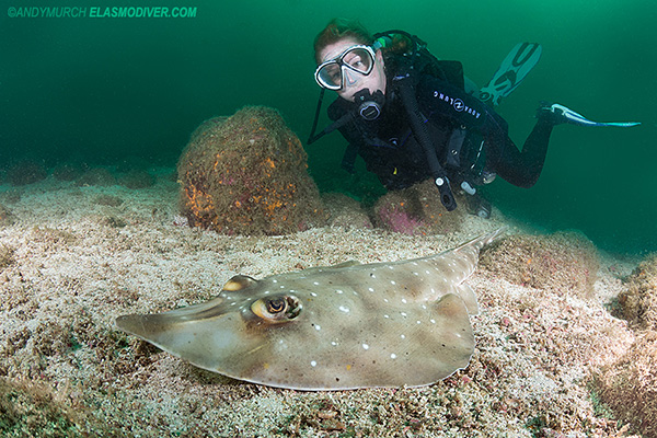 Diver with gorgona guitarfish