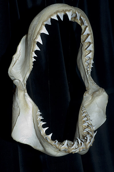 Pictures of shark teeth and shark Jaws.