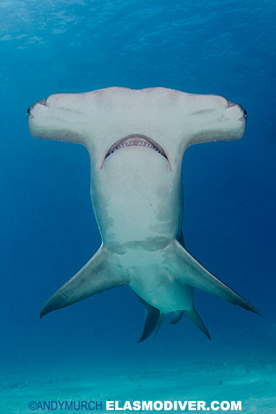 Great Hammerhead Shark Pictures