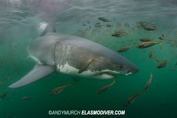 Great White Shark in False Bay, South Africa