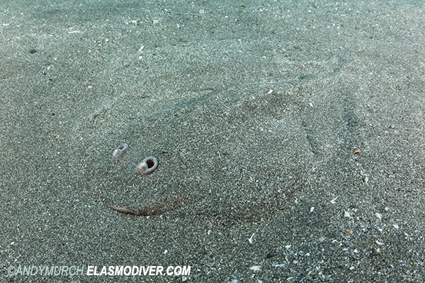 Japanese sleeper ray buried under the sand