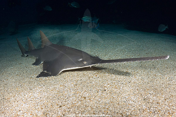 largetooth sawfish