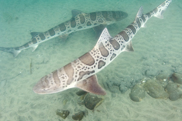 Leopard-Shark-015.jpg