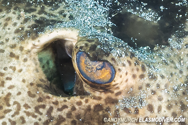 Leopard round stingray spiracle and eye detail