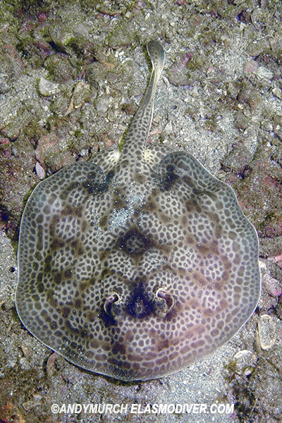 Leopard Round Stingray