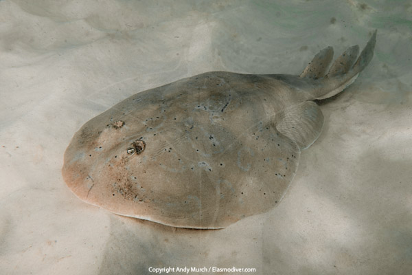 lesser electric ray
