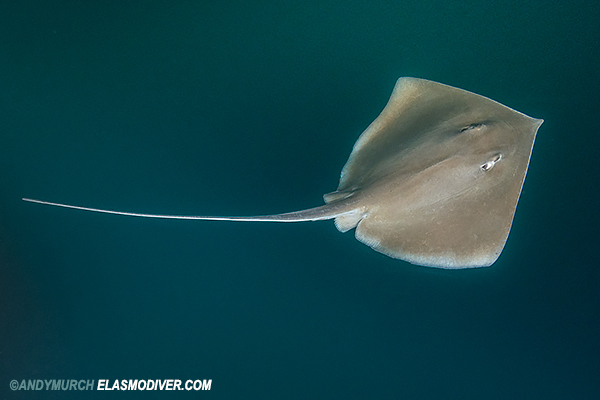 longnose stingray dasyatis guttata