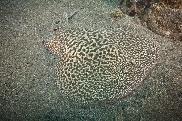 Marbled Torpedo Ray