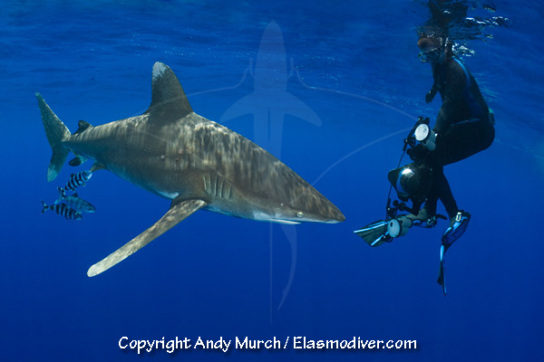 Oceanic whitetip shark diving