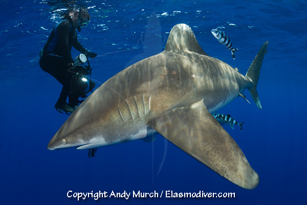 Oceanic whitetip shark diving