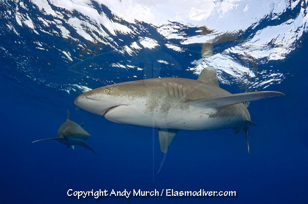 Oceanic whitetip shark diving