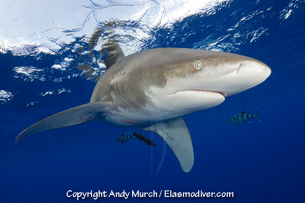 Oceanic whitetip shark diving