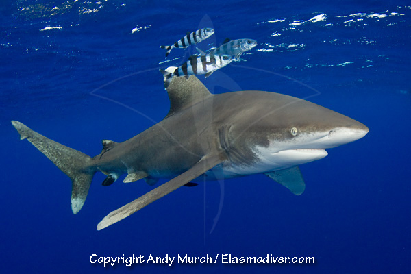 Oceanic Whitetip Shark