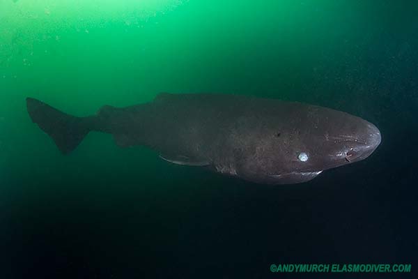 Pacific Sleeper Shark