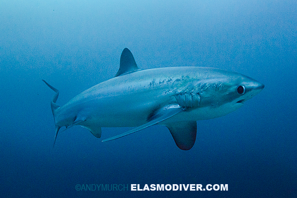 Thresher shark in the blue.