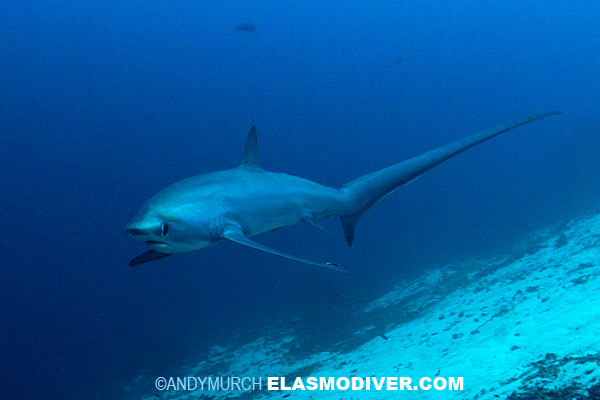 Pelagic Thresher Shark on Monad Shoal in the Philippines.