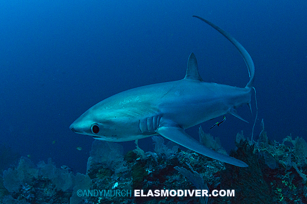 Thresher shark diving on a reef in Malapascua