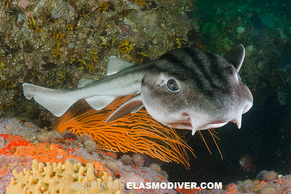 Lined catshark head detail