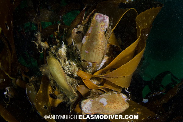 Redspotted Catshark egg cases