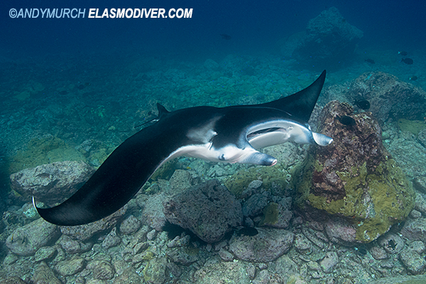 Reef Manta Ray Manta alfredi