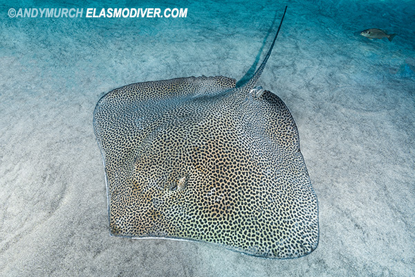 Reticulate whipray