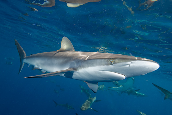 Silky sharks