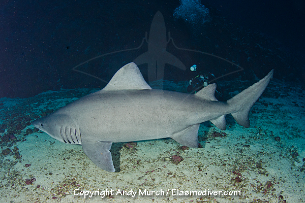 Smalltooth Sandtiger Shark and diver