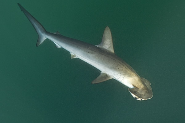 Smooth Hammerhead Shark