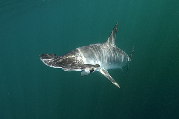 Smooth Hammerhead Shark