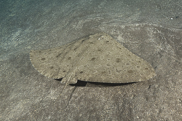 Spiny Butterfly Ray image