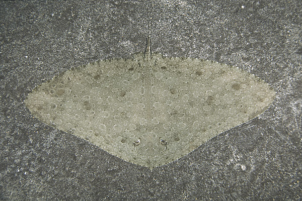 Spiny Butterfly Ray Picture