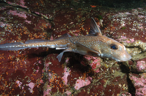Spotted Ratfish - Hydrolagus colliei