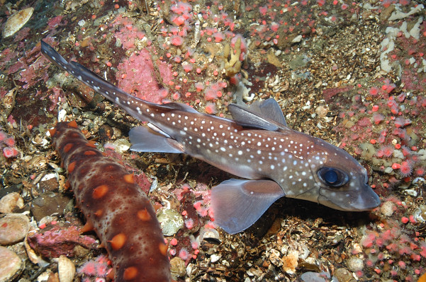 Spotted Ratfish - Hydrolagus colliei