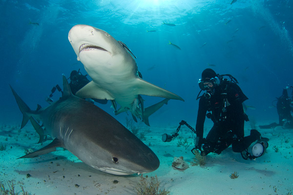 tiger shark and lemon shark with diver
