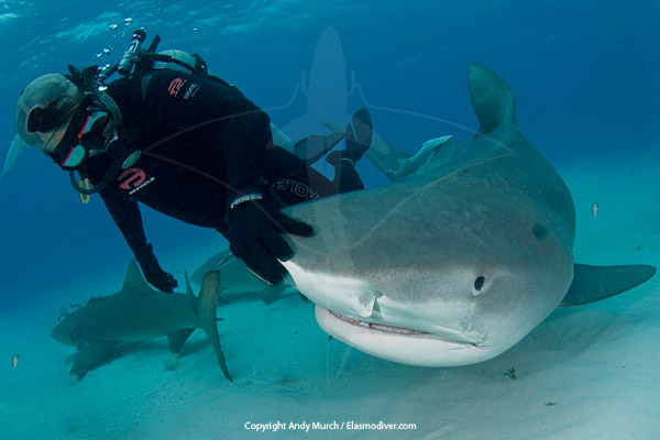 Shark Diving