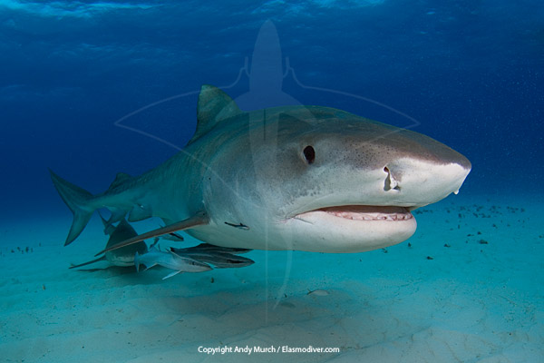 Tiger Shark