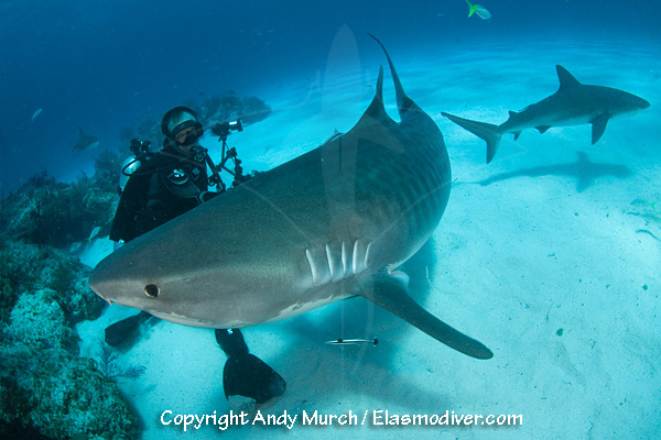 A diver with a tiger shark