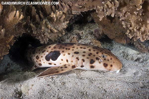 Henrys epaulette shark