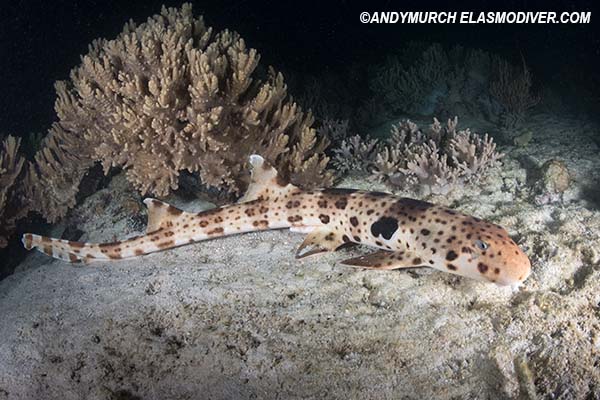 Triton Bay Epaulette Shark