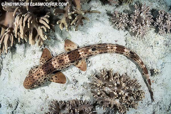 Triton Bay Epaulette Shark