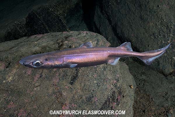 Velvet Belly Lanternshark - Etmopterus spinax.