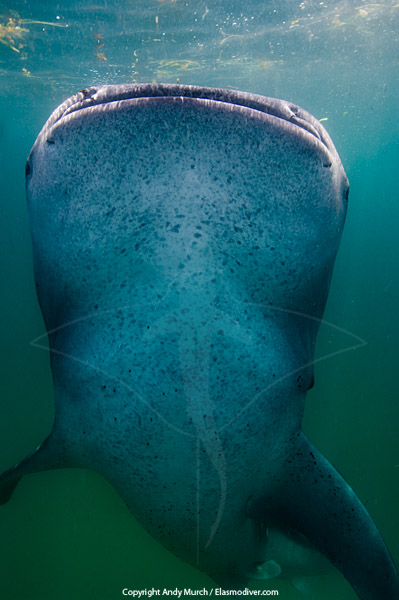 the belly of a whale shark