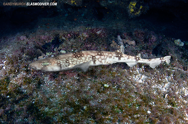 Whitesaddled Catshark