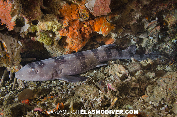 Whitespotted Bambooshark